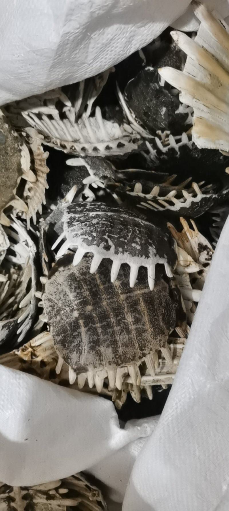 中药材批发市场鳖甲量大从优