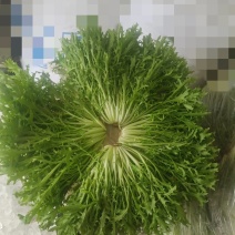 辽宁沈阳苦菊大量上市，一手货源