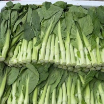 秋香白菜苔