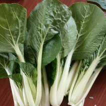 精品黑叶白上海青小油菜快菜小青菜基地直供