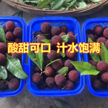 浮宫杨梅批发市场供应电商一件代发代办产地直销