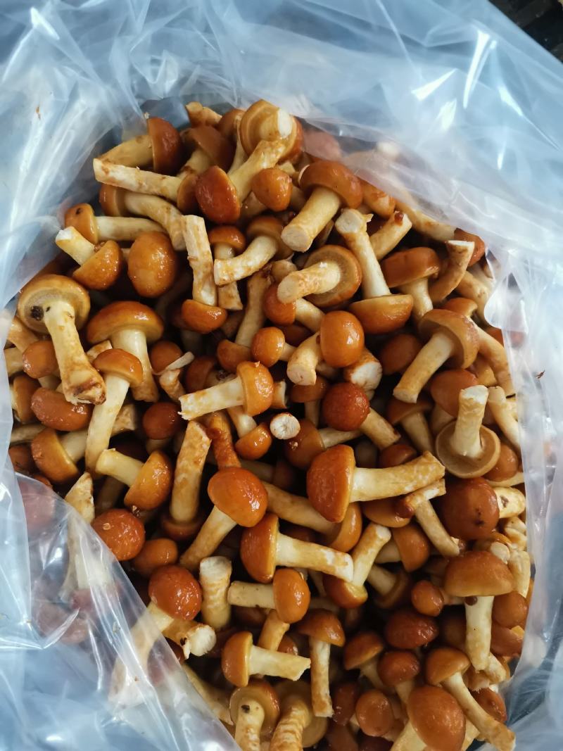 新鲜滑子菇全国一日达