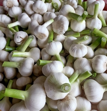 山东大蒜新鲜大蒜白皮蒜冷库鲜蒜对接各大电商平台