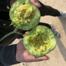 绿宝石：青皮脆瓜。香甜可口。味美多汁。需要☎️