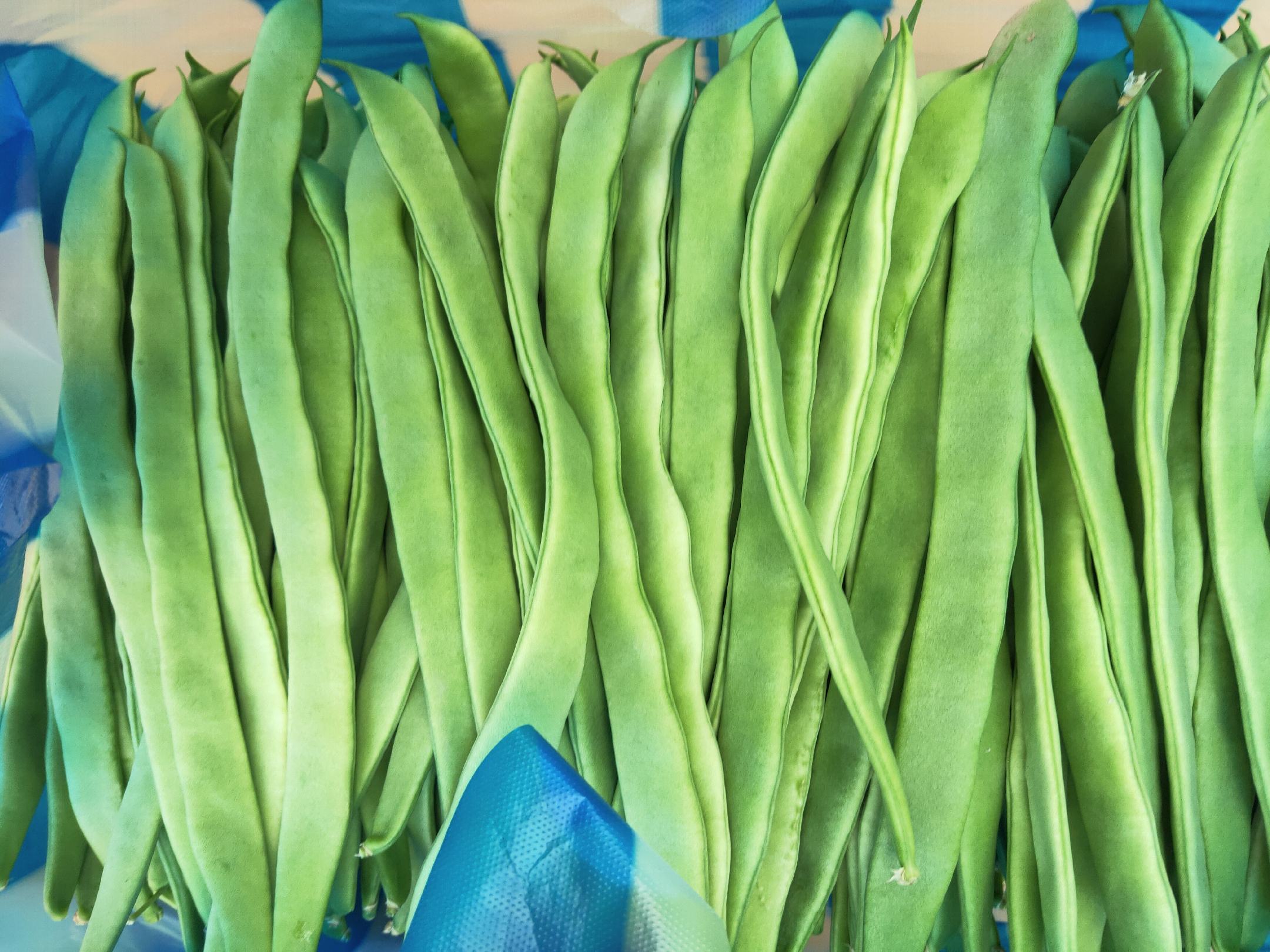 新鲜绿色扁豆豆荚特写,背景为自然农田环境 绿扁豆实物图