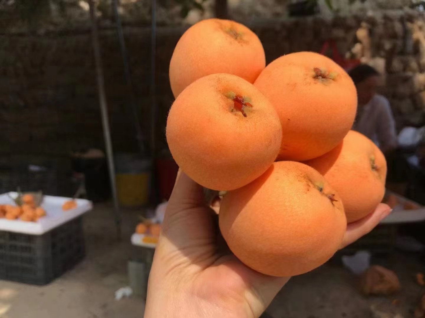 野生枇杷在山林中自然生长