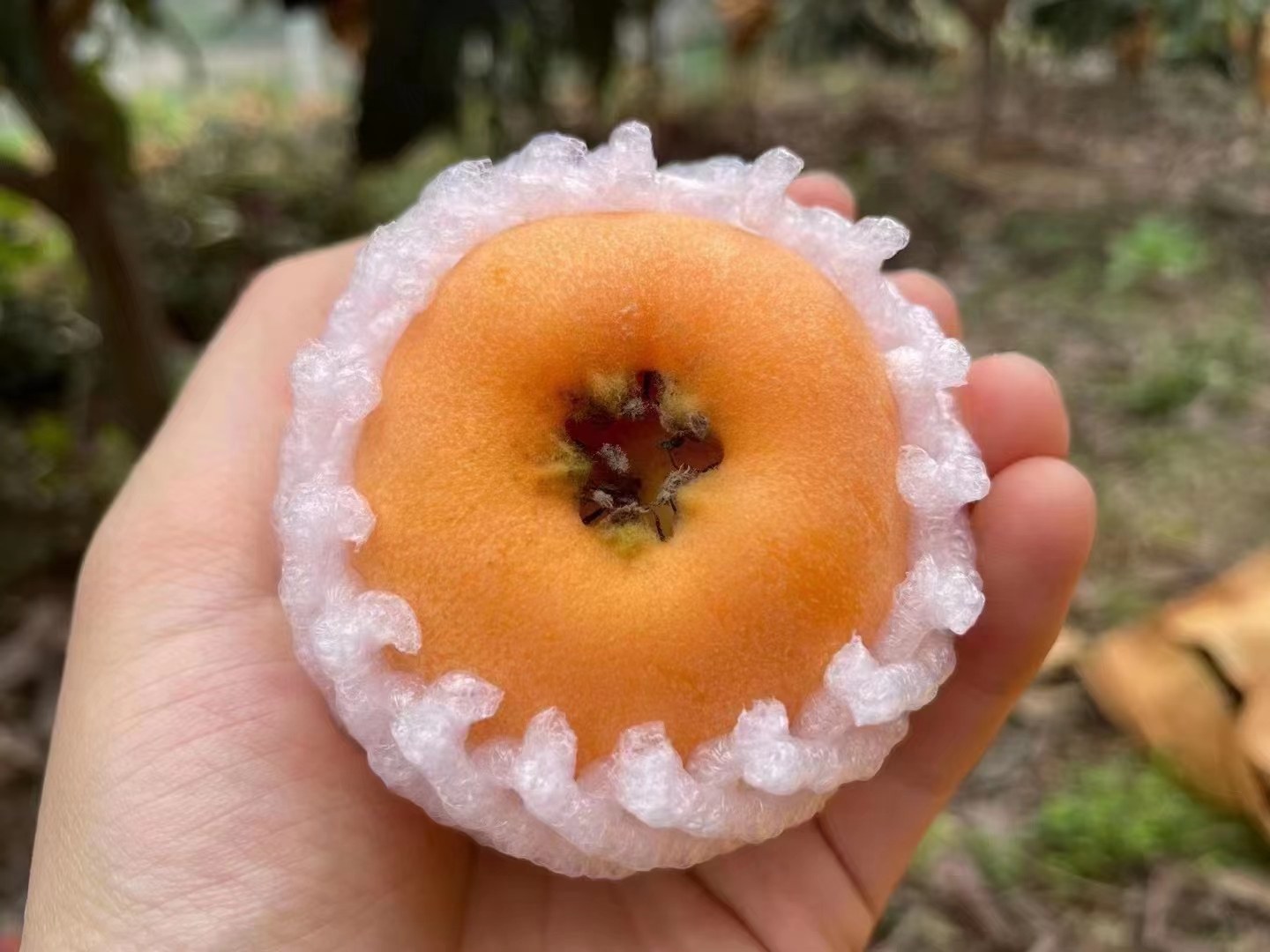 枇杷果与籽的特写