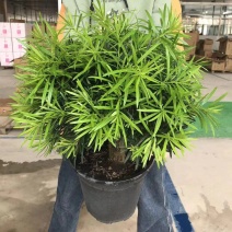 罗汉松独杆盆景2号盆3号盆4号盆