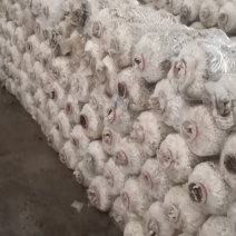 凤尾菇，平菇，榆黄磨，秀珍菇，姫菇菌棒供应！