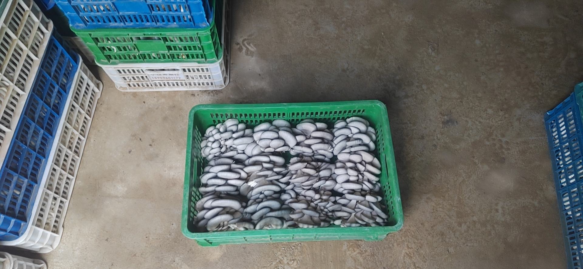 培养袋表面出现大片鲜绿色霉层,边缘清晰,中心密集,周围平菇菌丝被抑制萎缩,背景为塑料菌袋和木质架子,显示典型的木霉感染症状 平菇菌袋表面出现绿色霉斑特写