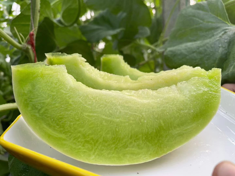 切开的玉菇甜瓜展示果肉质地