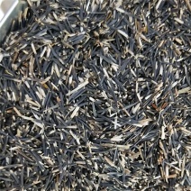 万寿菊种子，菊花种子臭芙蓉花种籽景观绿化花海花卉种子批发