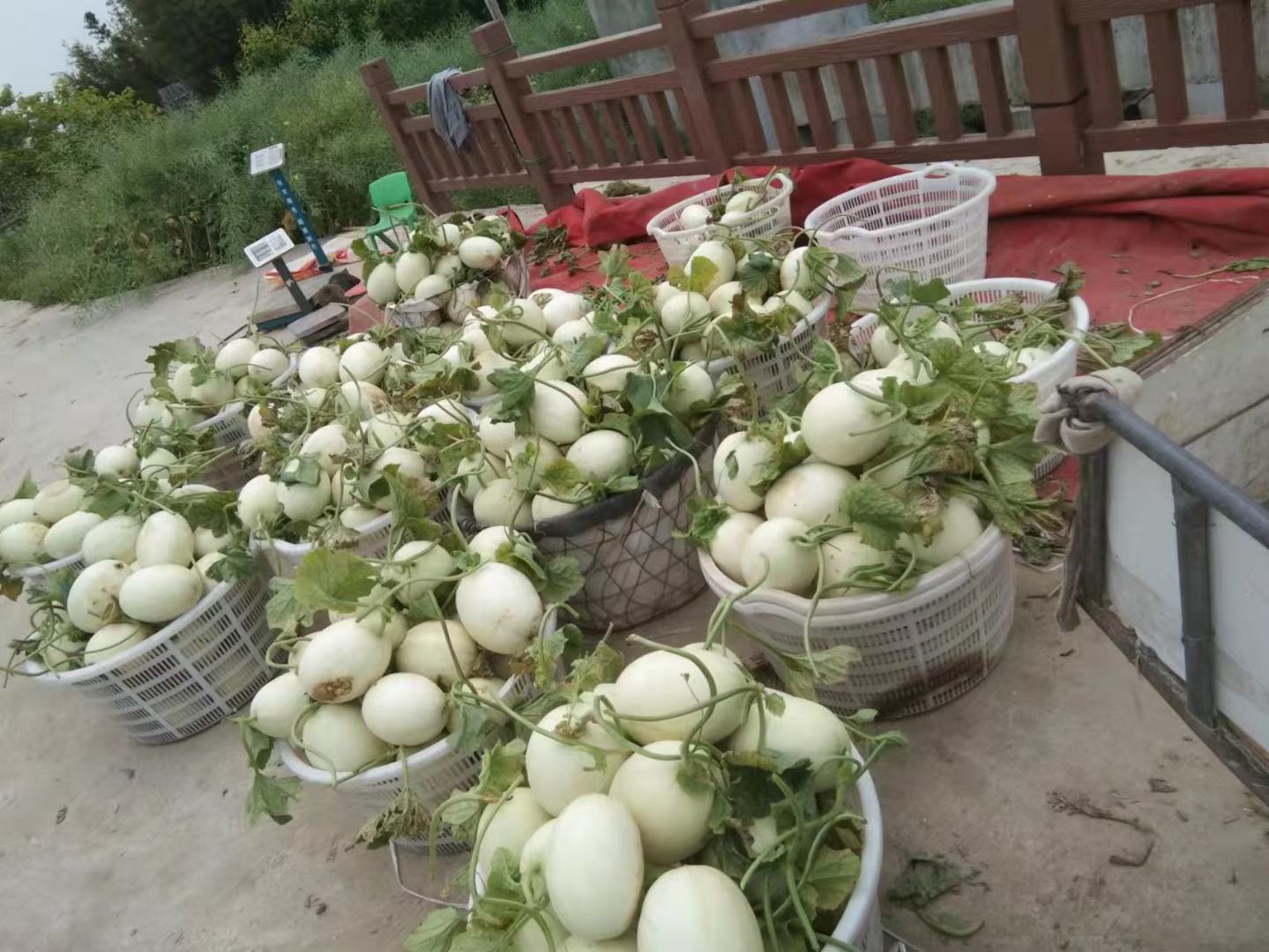 玉菇甜瓜采摘现场