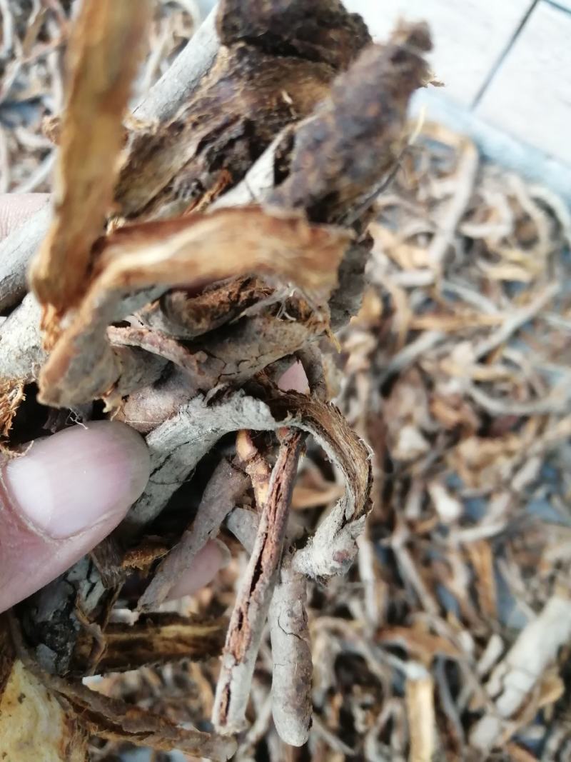 五味子根 南五味子根皮 野生中药材 一手货源 产地直供