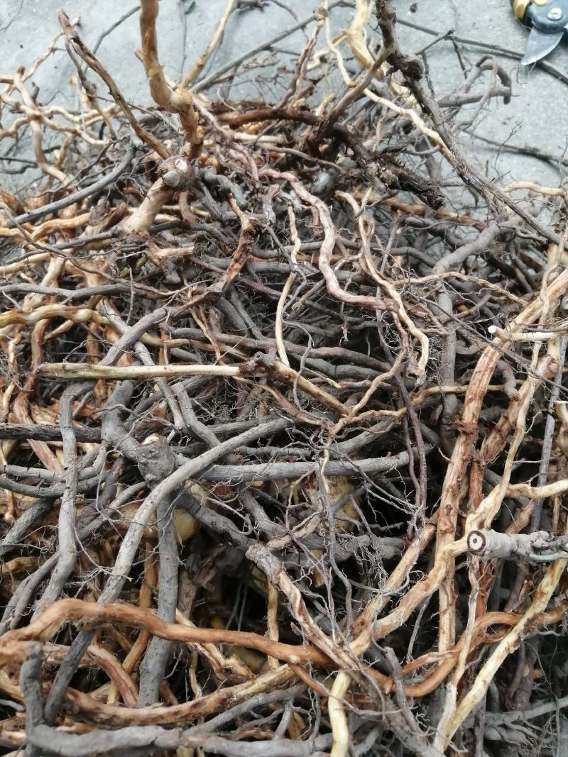 五味子根 南五味子根皮 野生中药材 一手货源 产地直供