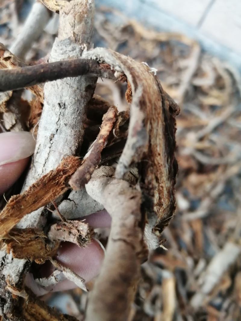 五味子根 南五味子根皮 野生中药材 一手货源 产地直供