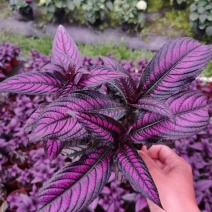 3株波斯红草叶红株形好110盆