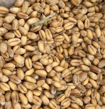 [小麦批发]四川软质小麦价格28.00元/斤 - 一亩田