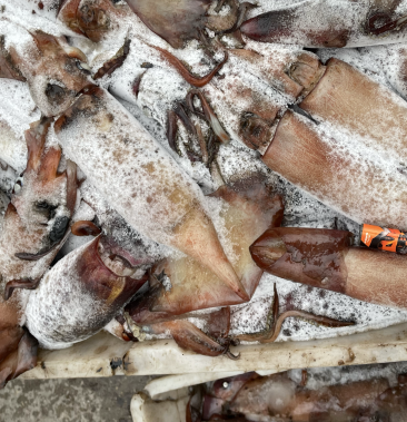 灯光船冻大黑鱿鱼