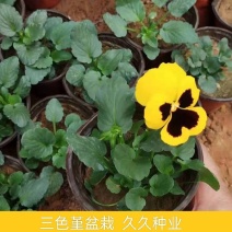 三色堇盆栽苗角堇耐寒冷猫儿脸阳台盆栽花卉植物蝴蝶花卉花苗