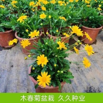 木春菊花卉绿化树苗黄金菊四季开花多年生老桩茼蒿植物庭院