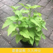 藿香苗盆栽可食用新鲜香叶植物庭院阳台庭院可种植