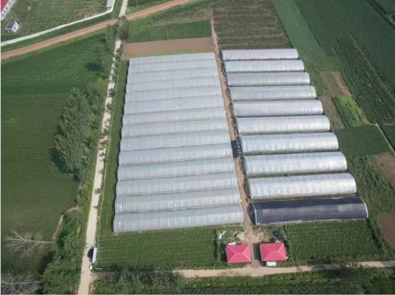 海南玉菇甜瓜种植基地航拍图