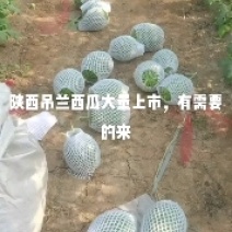 陕西蒲城吊兰大量上市啦，对接全国采购商，量大优