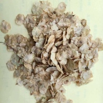 榆树种子
