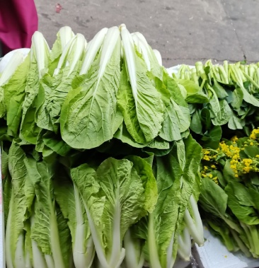 [白菜苗批发]水白菜苗价格2.50元/棵 - 一亩田