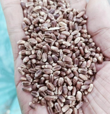 低价大量出售黑小麦黑麦褐麦