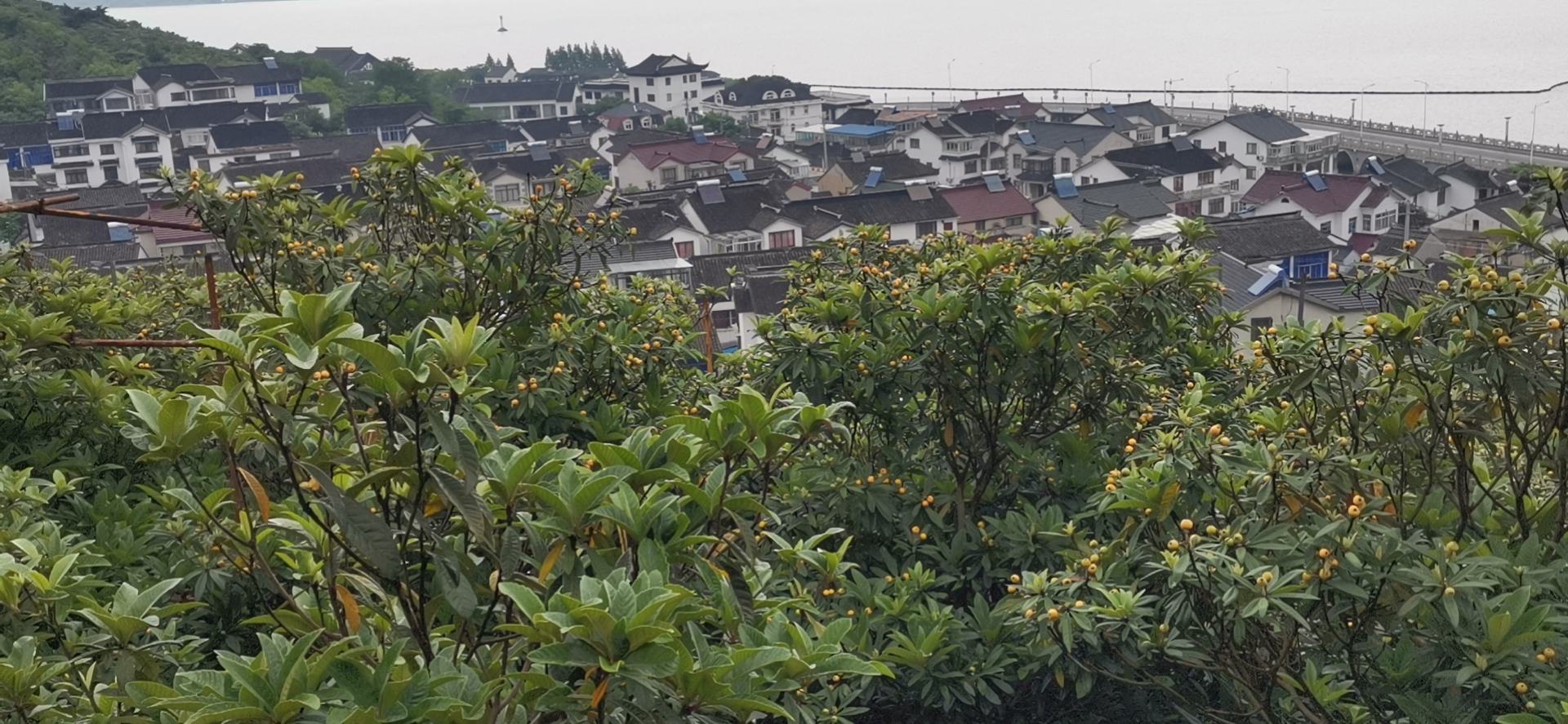展示不同成熟度的莆田枇杷白梨,以及冰箱冷藏保存的方法 莆田枇杷白梨的挑选与储存方法图示