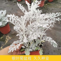 银叶菊盆栽雪叶苗银色植物室外阳台庭院耐寒地栽坛美化多年生
