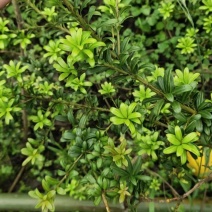 珍珠罗汉松，造型