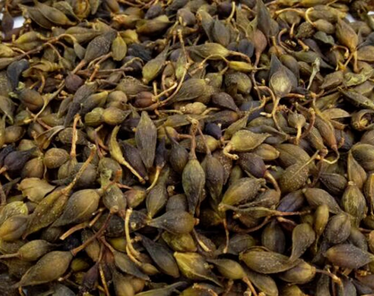 图片说明:左侧为青翘,右侧为老翘,两者在颜色和质地方面有明显差异 青翘与老翘对比图