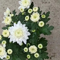 白色菊花盆栽