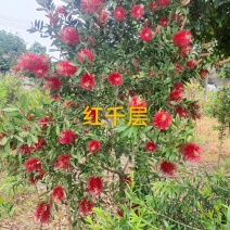 红千层串钱柳多花艳红增氧植物基地批发