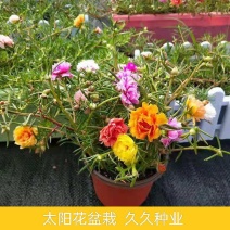 太阳花盆栽苗重瓣新品进口宿根多色四季开花耐热花卉带花苞