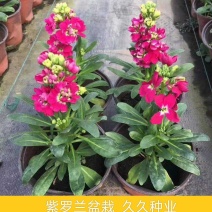 紫罗兰新款防辐射阴花卉盆栽灯光即可四季开花室内客厅好养
