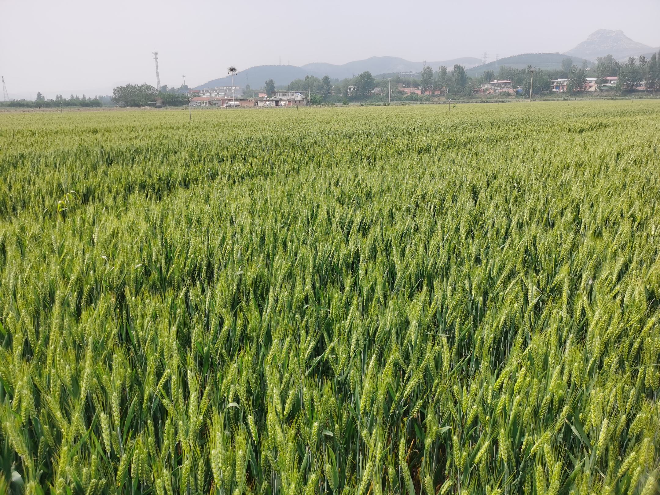 山东省德州市乐陵市境内大面积成熟的小麦田,金黄色麦浪随风起伏,远处可见现代化收割机械正在作业,农田呈规则矩形分布,灌溉沟渠系统清晰可见,天空晴朗,体现高产粮区典型风貌 乐陵市连片小麦成熟田景观