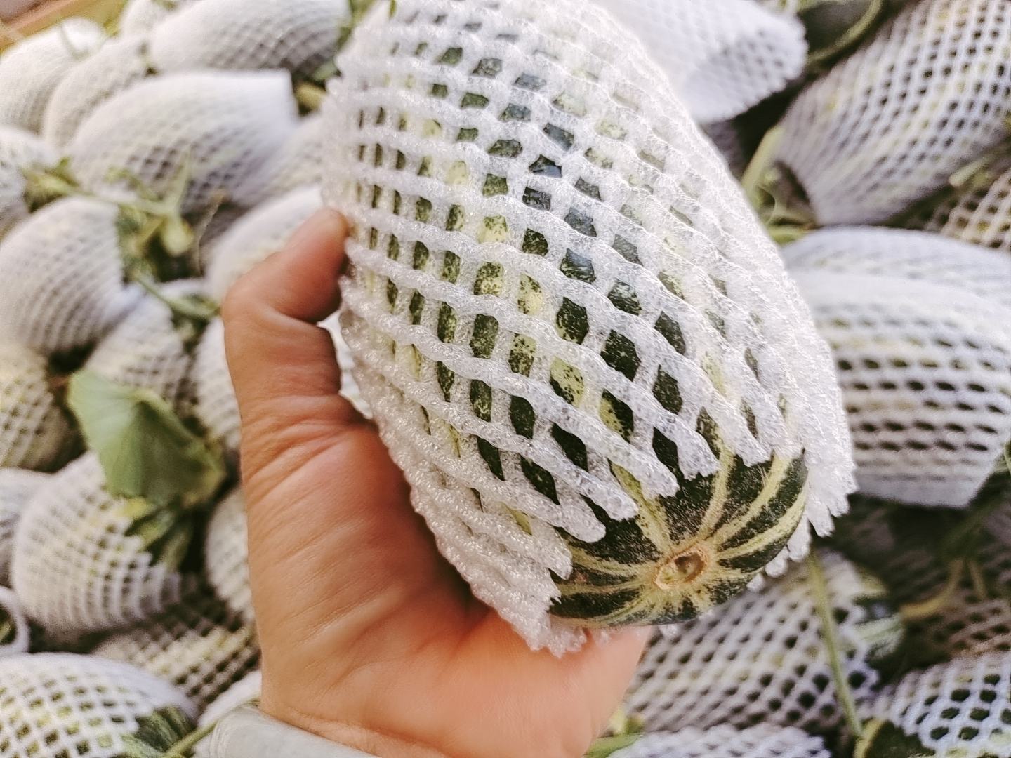 网纹瓜冷藏保存示意图