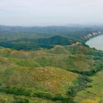 【转让】1300亩广西梧州藤县西江边油茶基地