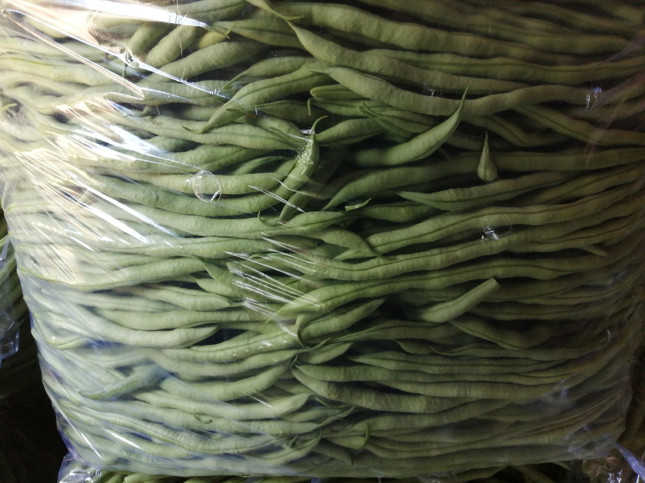 绿丰一号豆角种子包装展示图