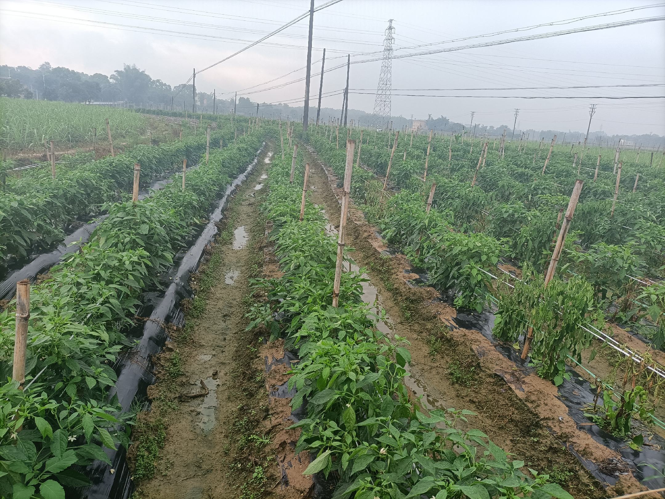 寿光现代化日光温室集群航拍图，整齐排列的冬暖式大棚覆盖高透光PO膜，棚顶积雪未融，棚内可见翠绿尖椒植株挂果，地面铺设反光膜增强下部光照