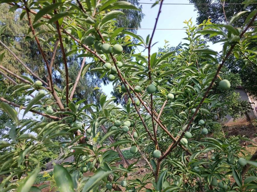 青脆李子果篮中堆放的果实图片,展示其自然生长状态与翠绿色泽 青脆李子果篮中堆放的果实图片