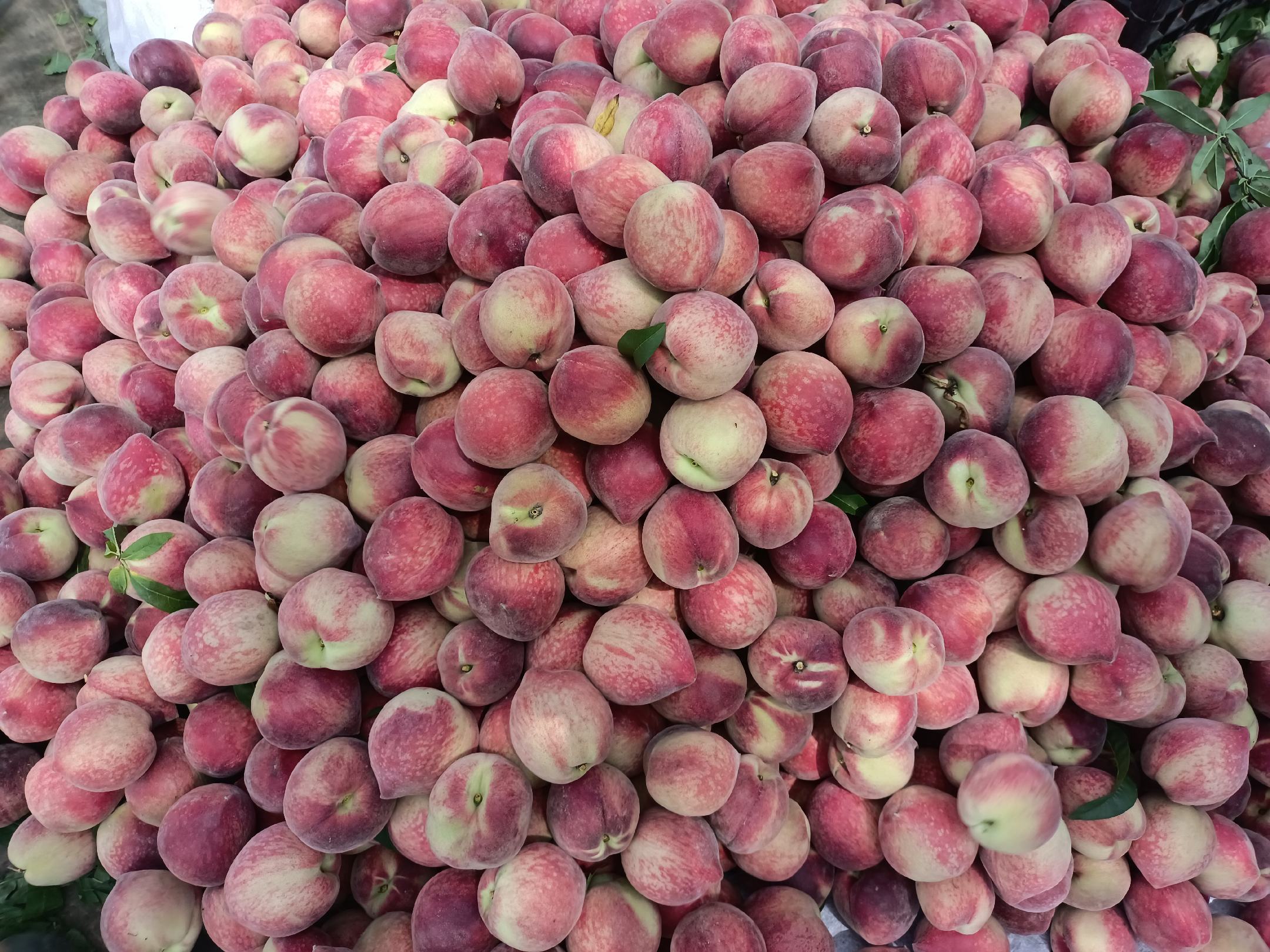 冬桃特写