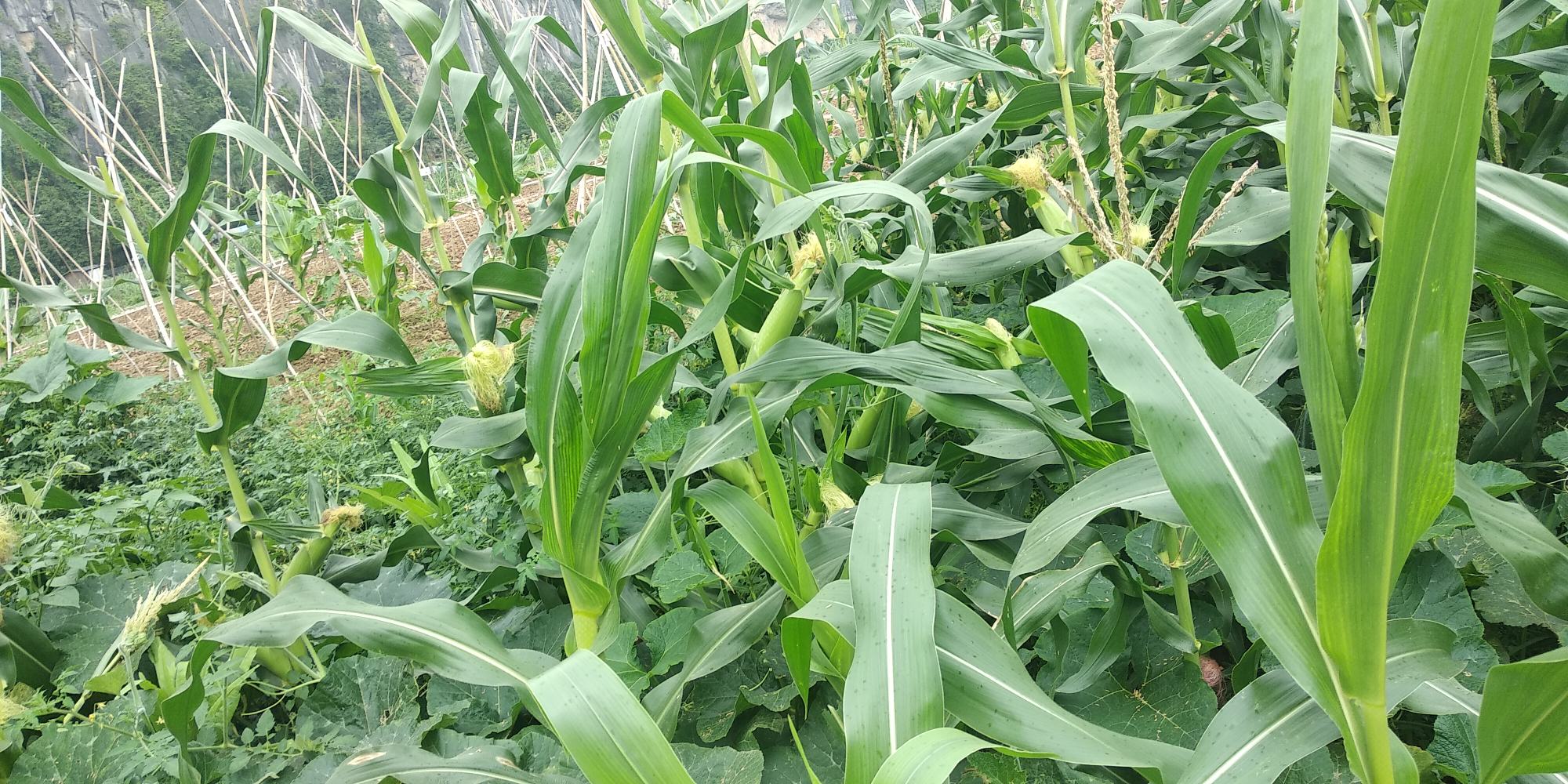 农民在清晨露水中采摘甜玉米的劳作场景：身着蓝布衫的中年女性弯腰轻掰玉米棒，手中玉米苞叶微张露出金黄饱满籽粒，身后是成片翠绿玉米田，晨光柔和，叶片上露珠晶莹可见