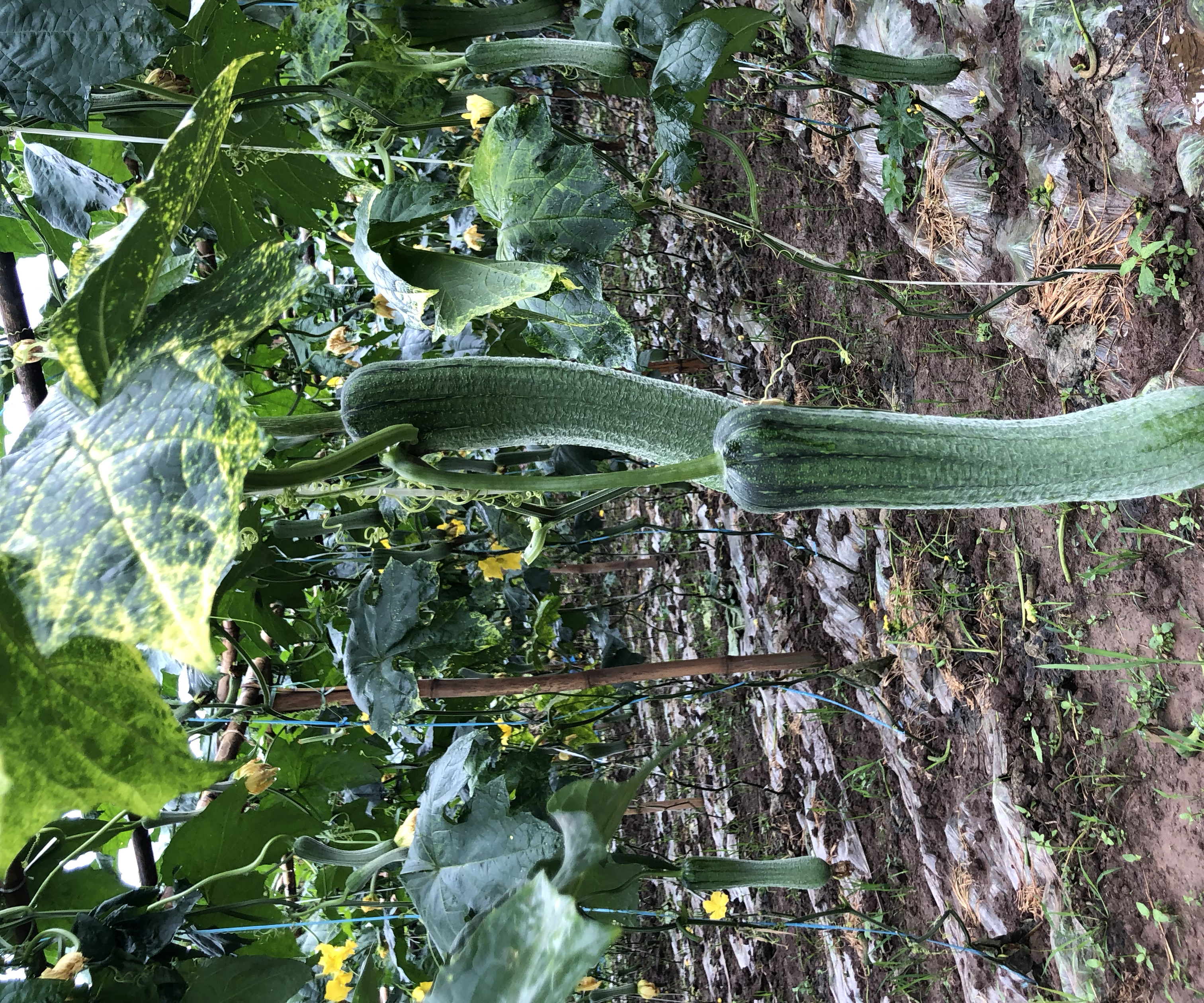 丝瓜整枝打顶示意图