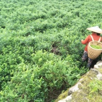 张家界莓茶