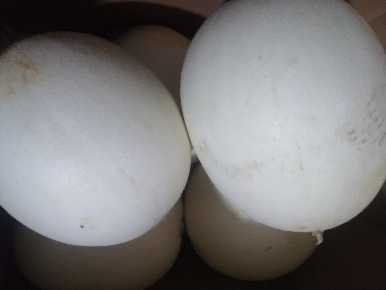 玉菇甜瓜新鲜与变质对比图